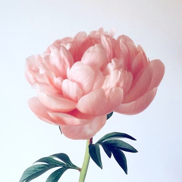 Meet your Posher, Sylvia - Picture 1 of 1